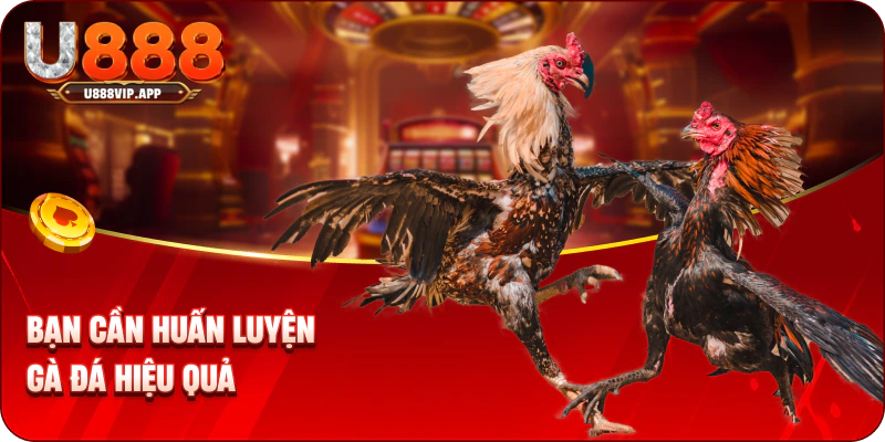 Bạn cần huấn luyện gà đá hiệu quả