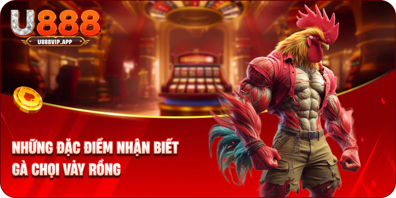 Những đặc điểm nhận biết gà chọi vảy rồng